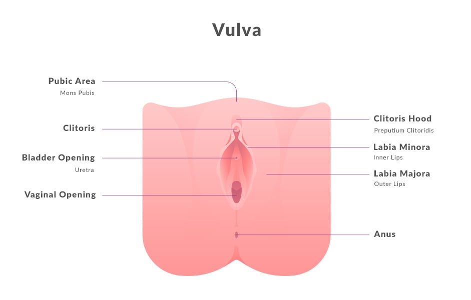 Vulva and Vaginal Care